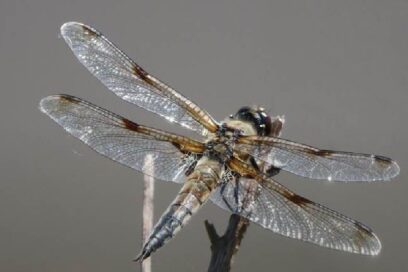 Agrandir l'image, fenêtre modale
